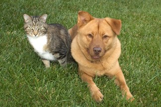 Dog and Cat, Animal Rescue in Valdosta, GA
